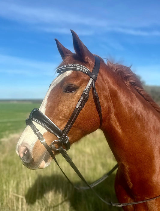 Convertible Bridle